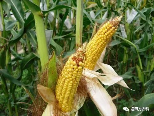 ���׶d���c�՗U��ԭ����