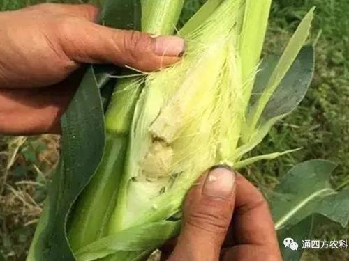 ���׶d���c�՗U��ԭ����